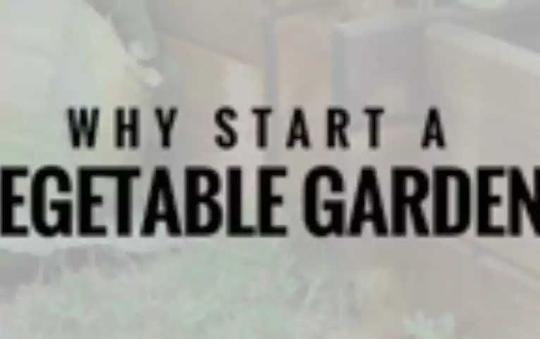 BENEFITS OF STARTING A VEGETABLE GARDEN